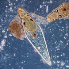 Attēlu rezultāti vaicājumam “Hydrachna”