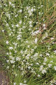 Attēlu rezultāti vaicājumam “Anthericum ramosum”