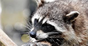 「モーデカイ レギュラーSHOW〜コリない2人〜」の画像検索結果