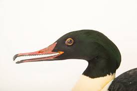 Attēlu rezultāti vaicājumam “Mergus merganser male”