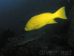 Image result for Mycteroperca olfax