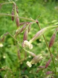 Attēlu rezultāti vaicājumam “Silene chlorantha”