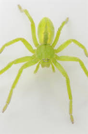 Attēlu rezultāti vaicājumam “Micrommata virescens”