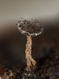 Attēlu rezultāti vaicājumam “Didymium nigripes”