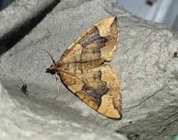 Attēlu rezultāti vaicājumam “Eulithis populata”