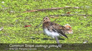 Attēlu rezultāti vaicājumam “Gallinago gallinago”