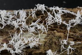 Attēlu rezultāti vaicājumam “Ceratiomyxaceae”