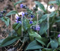 Attēlu rezultāti vaicājumam “Pulmonaria angustifolia”