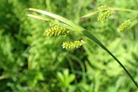 Attēlu rezultāti vaicājumam “Carex pallescens”