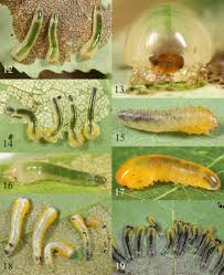Attēlu rezultāti vaicājumam “Nematus salicis larva”