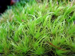 Attēlu rezultāti vaicājumam “Dicranum spurium”