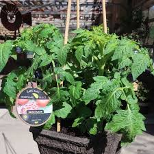 Afbeeldingsresultaat voor earl faux tomato