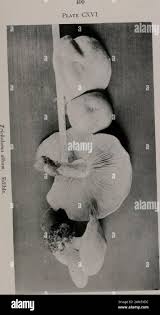 Attēlu rezultāti vaicājumam “Tricholoma album”