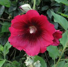 Attēlu rezultāti vaicājumam “xComagaria rosea  flower”