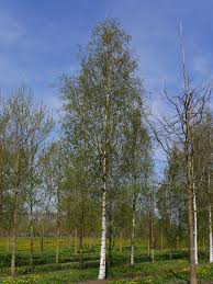 Attēlu rezultāti vaicājumam “Betula pendula”