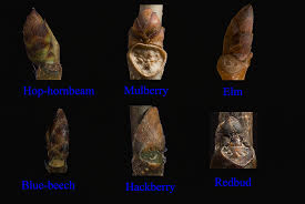 Attēlu rezultāti vaicājumam “Anthyllis maritima bud”