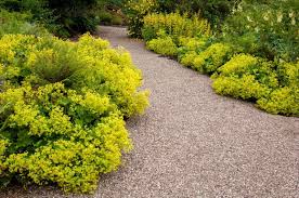 Image result for Frauenmantel