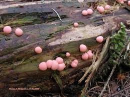Attēlu rezultāti vaicājumam “Lycogala persicum spores”