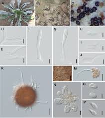 Attēlu rezultāti vaicājumam “Erysiphe galeopsidis”