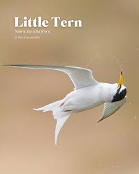 Attēlu rezultāti vaicājumam “Sternula albifrons”