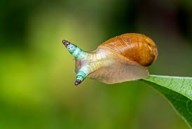 Attēlu rezultāti vaicājumam “Leucochloridium paradoxum larva”