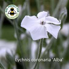 Image result for Lychnis coronaria alba