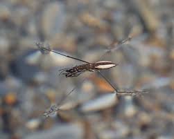 Attēlu rezultāti vaicājumam “Aquarius najas”