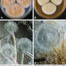 Attēlu rezultāti vaicājumam “Fuligo gyrosa”