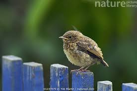 Attēlu rezultāti vaicājumam “Erithacus rubecula juvenile”