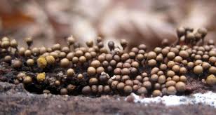 Attēlu rezultāti vaicājumam “Hemitrichia decipiens”