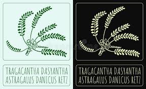 Attēlu rezultāti vaicājumam “Astragalus danicus leaf”