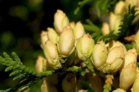 Attēlu rezultāti vaicājumam “Thuja occidentalis flower”