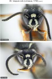 Attēlu rezultāti vaicājumam “Vespula rufa”