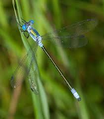 Attēlu rezultāti vaicājumam “Lestes dryas male”