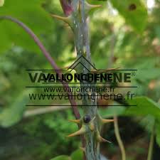 Attēlu rezultāti vaicājumam “Kalopanax septemlobus”