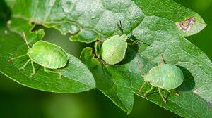 Attēlu rezultāti vaicājumam “Palomena prasina”