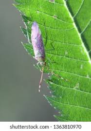Attēlu rezultāti vaicājumam “Pantilius tunicatus”