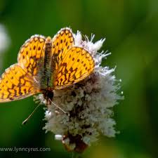 Attēlu rezultāti vaicājumam “Boloria eunomia underside”