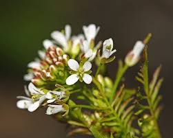 Attēlu rezultāti vaicājumam “Cardamine impatiens flower”