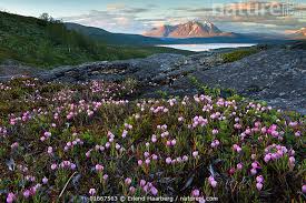 Attēlu rezultāti vaicājumam “Andromeda polifolia flower”