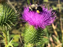Attēlu rezultāti vaicājumam “Cirsium vulgare flower”