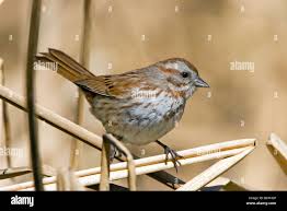 Image result for Melospiza melodia