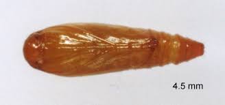 Attēlu rezultāti vaicājumam “Scardia boletella pupa”