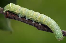 Attēlu rezultāti vaicājumam “Orthosia cerasi”