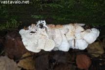 Attēlu rezultāti vaicājumam “Postia undosa”