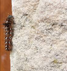 Attēlu rezultāti vaicājumam “Acronicta rumicis larva”