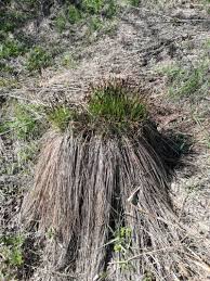 Attēlu rezultāti vaicājumam “Carex cespitosa”