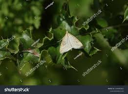 Attēlu rezultāti vaicājumam “Udea lutealis”