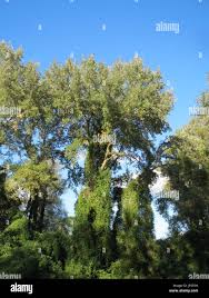 Attēlu rezultāti vaicājumam “Populus x jackii”