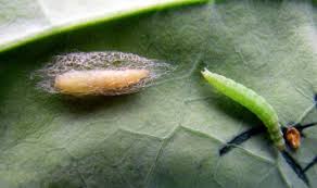 Attēlu rezultāti vaicājumam “Plutellidae”